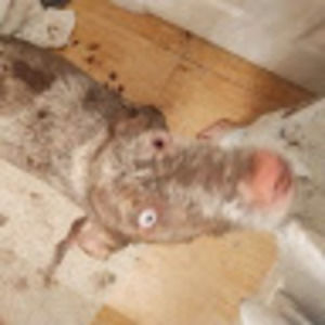 Meet your Posher, Sheline